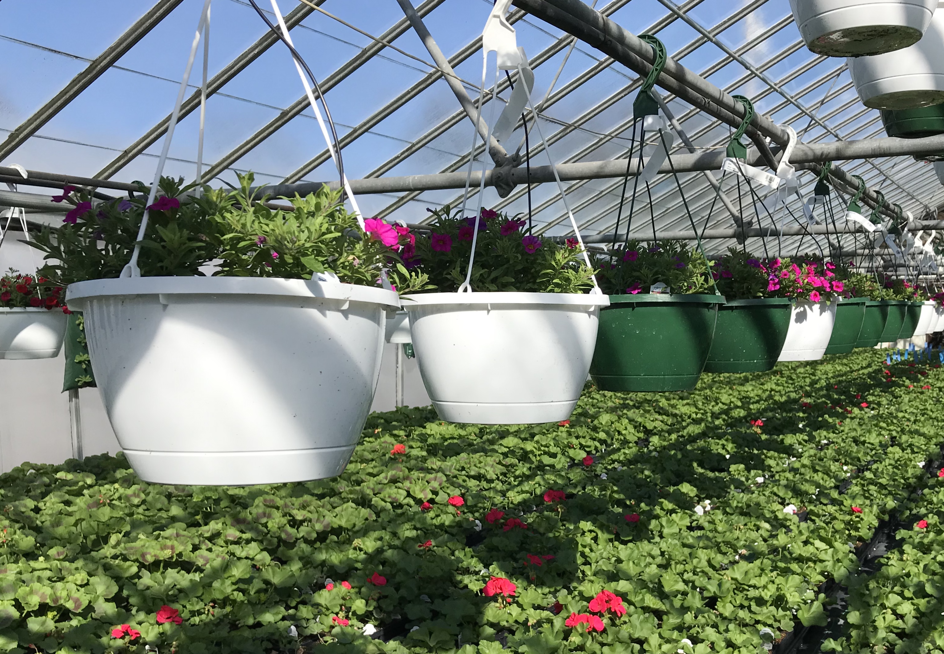 Flowers hanging in a greenhouse.