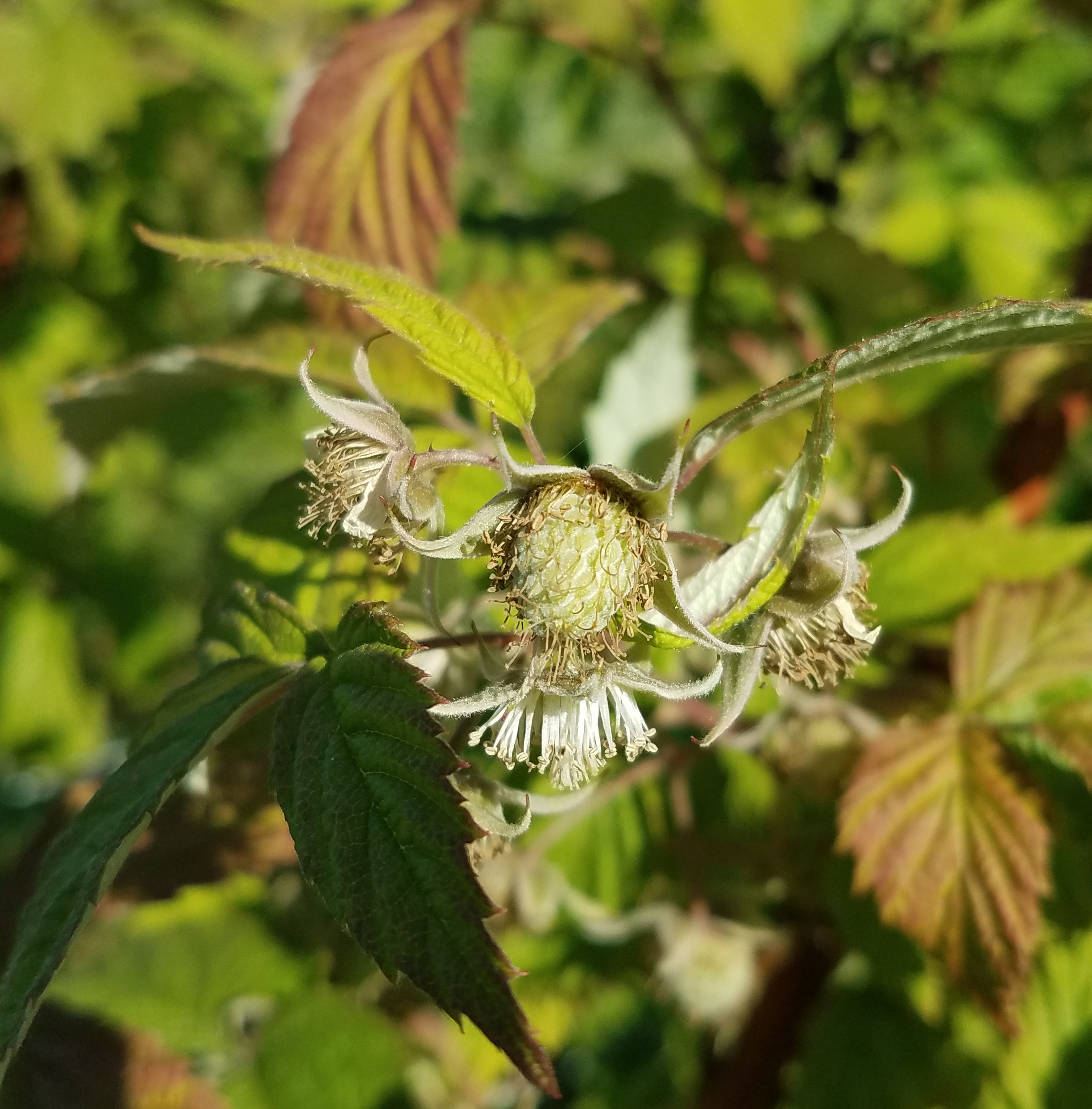 Brambles