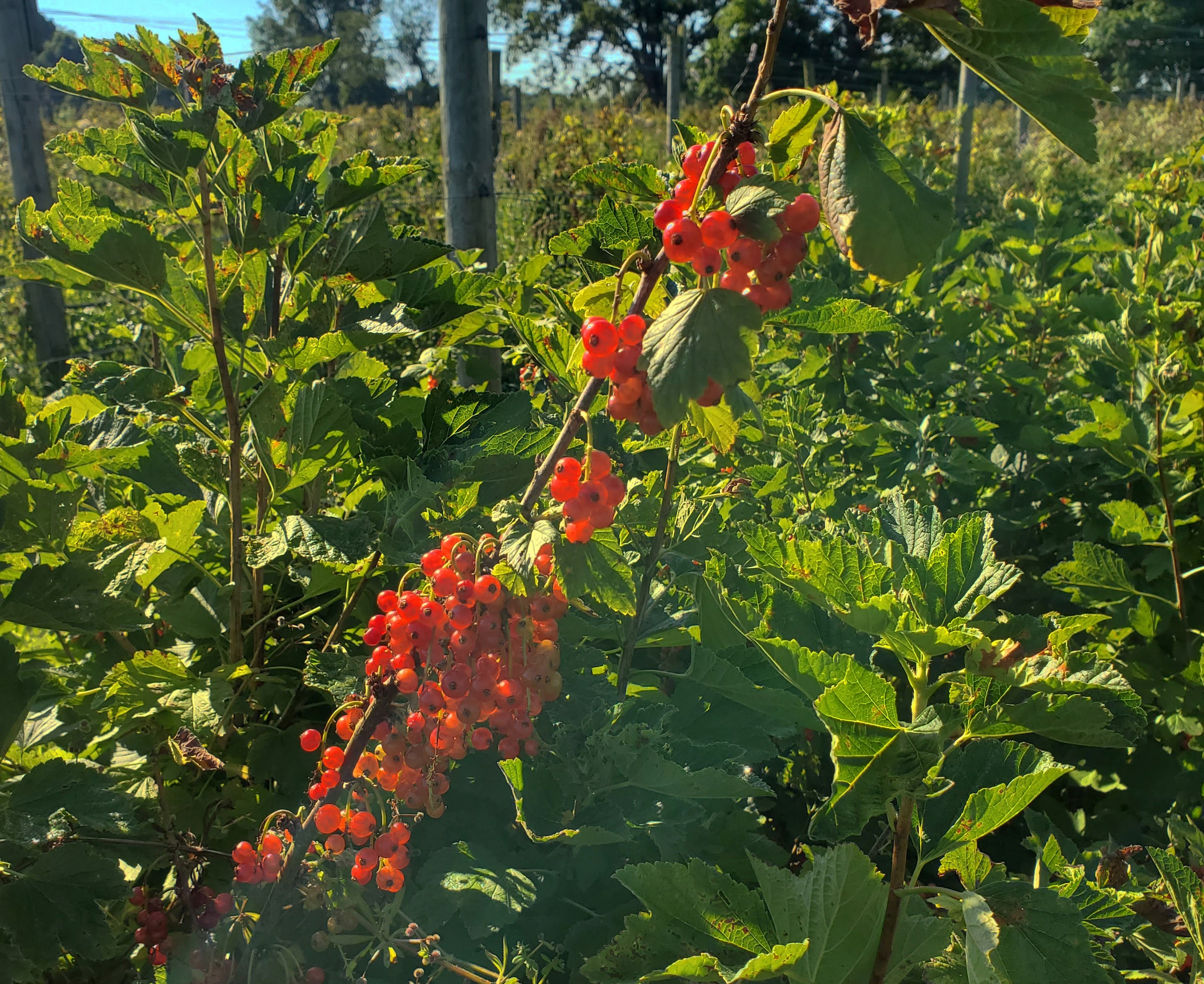 Currants