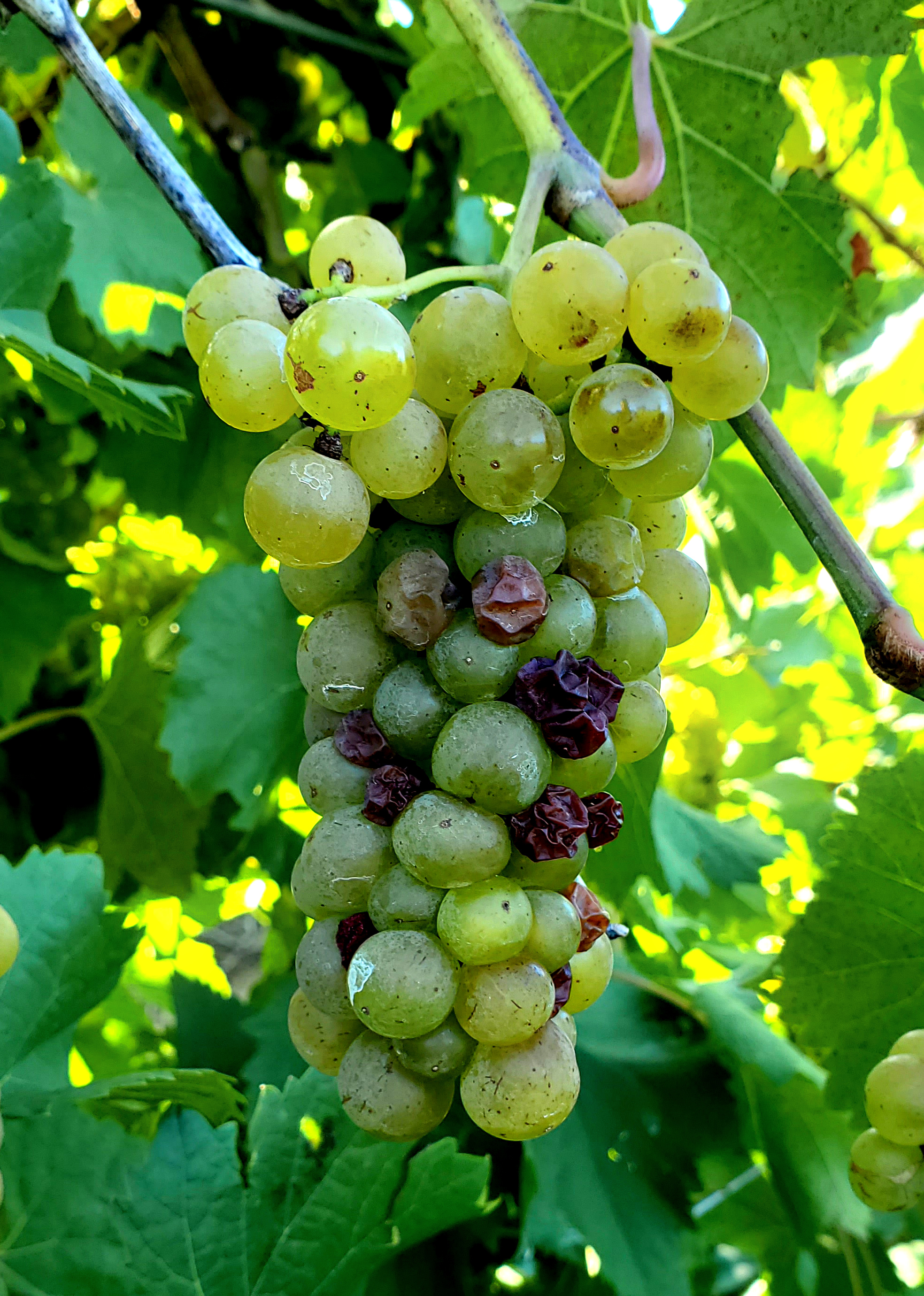 Grapes