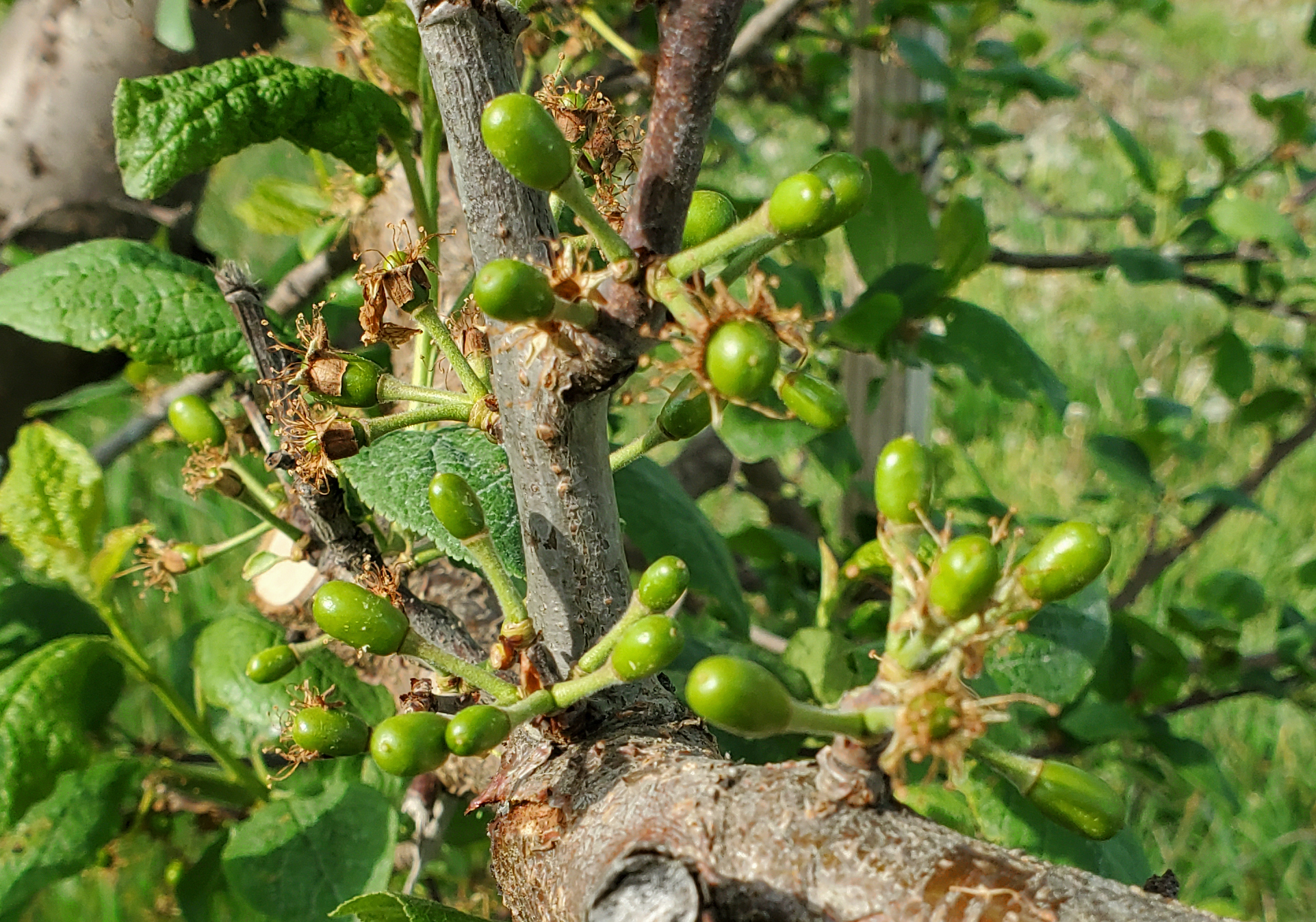 Plums.