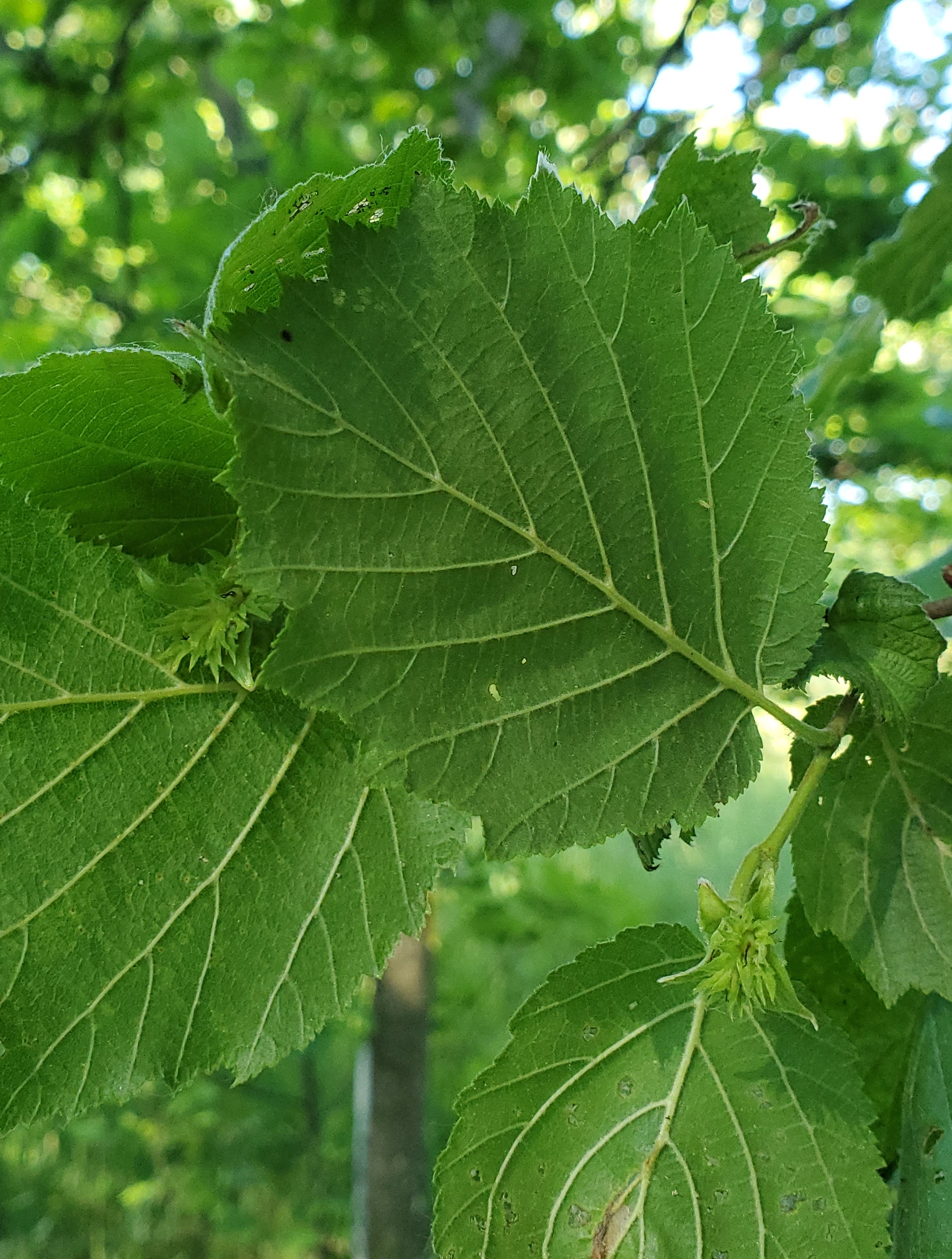 Hazelnuts