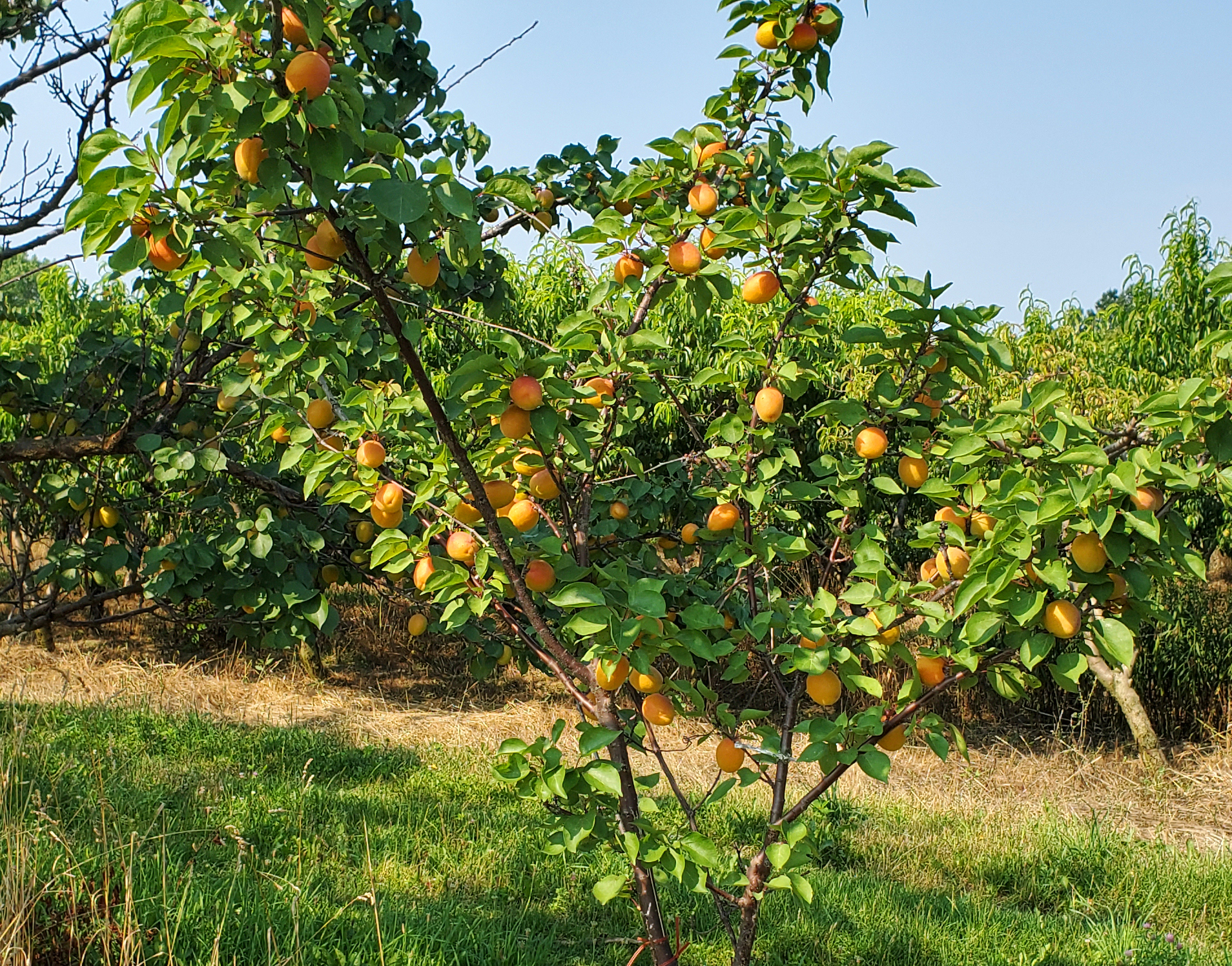 Apricot tree