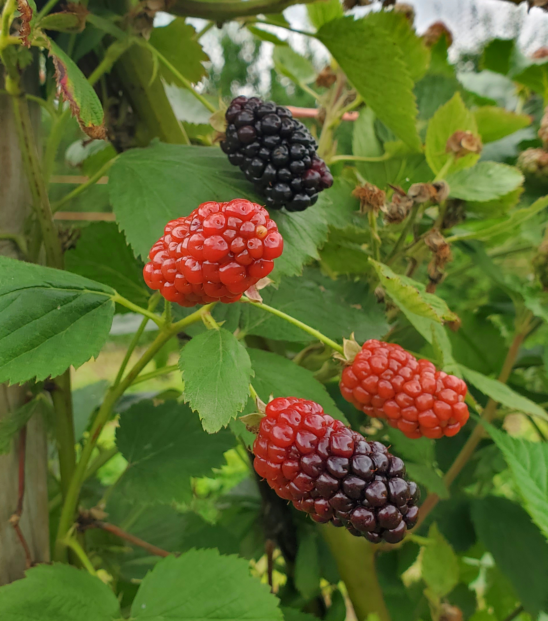 Blackberries on bush.