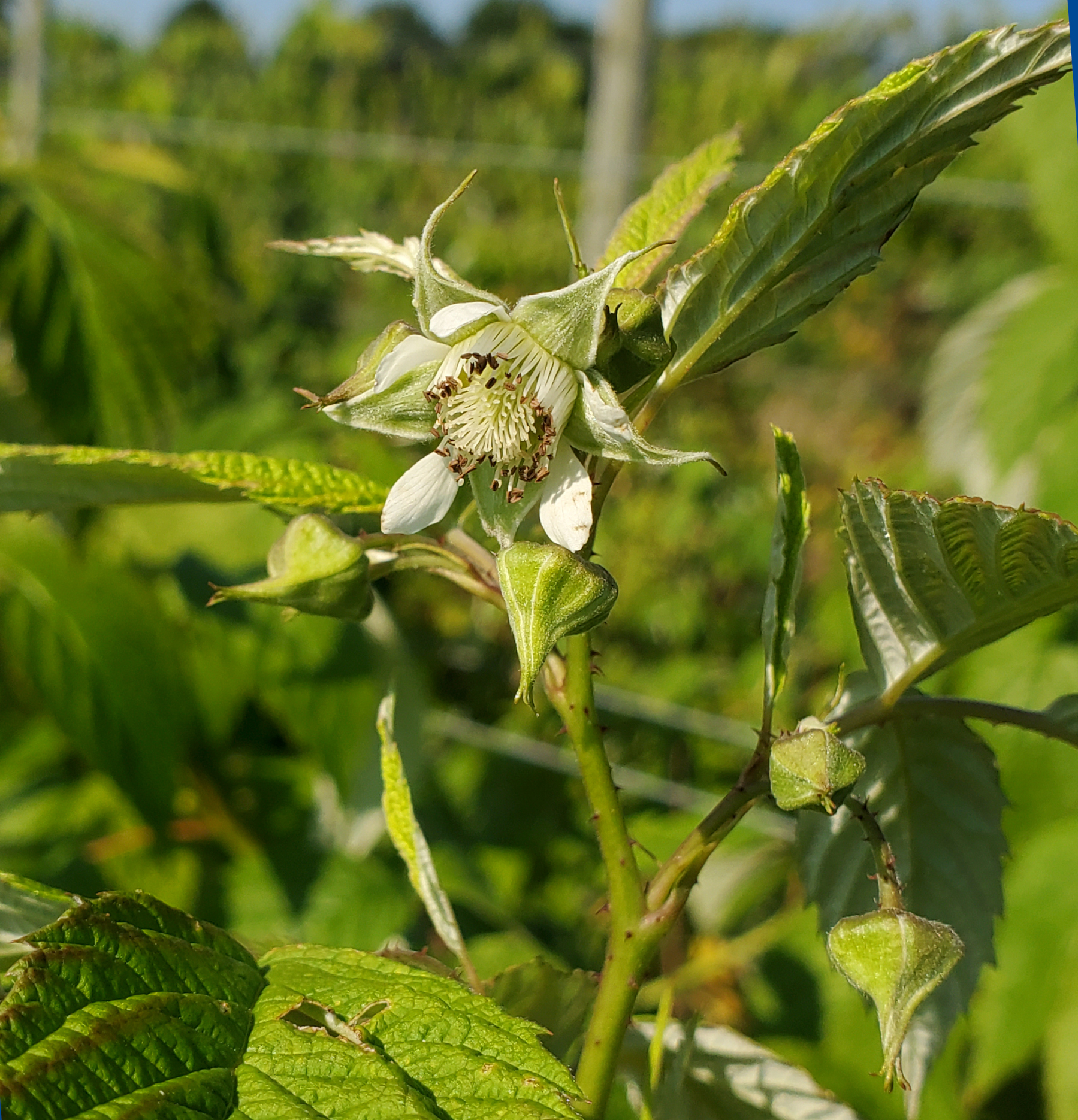 Raspberries