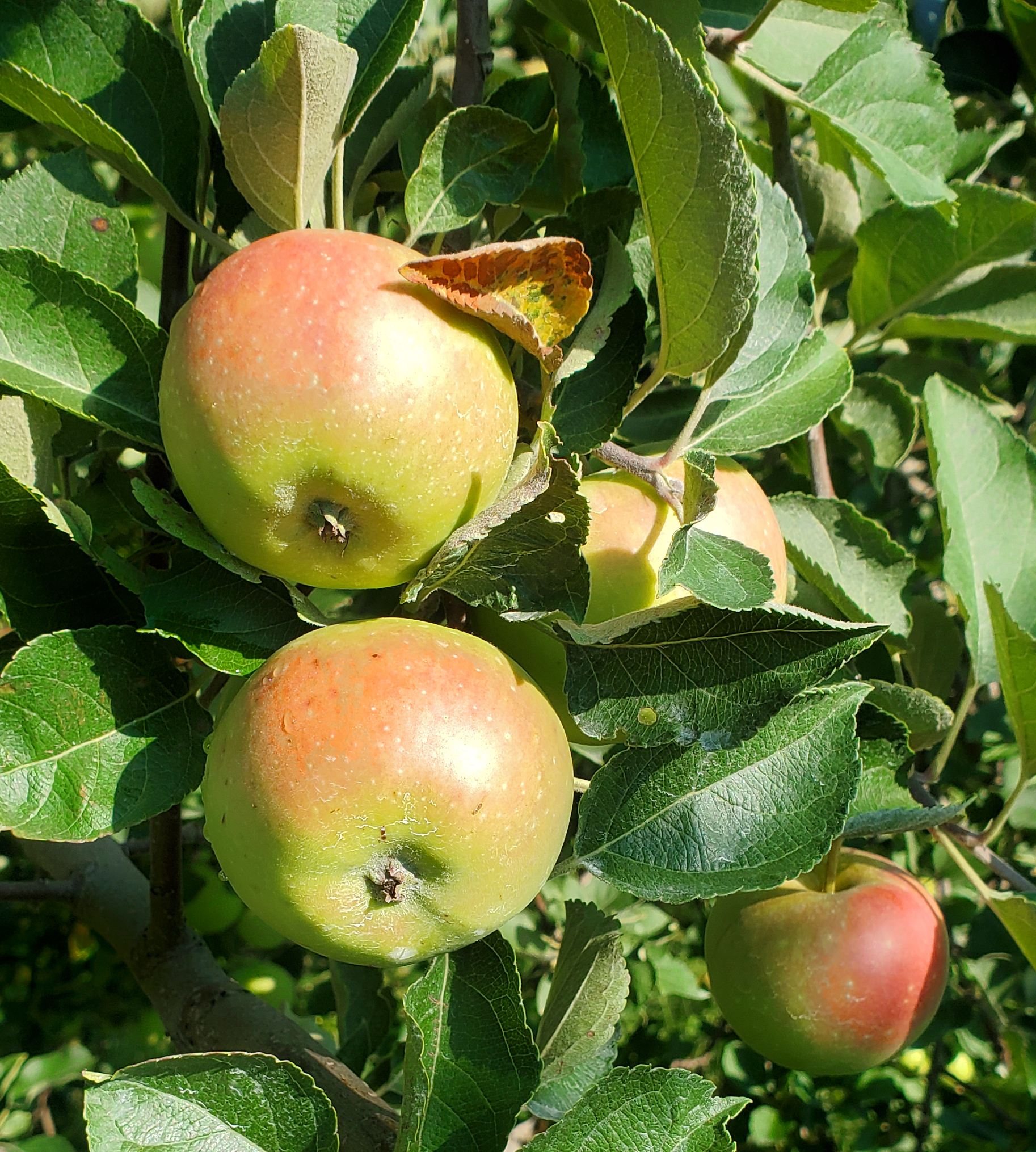 Apples hanging from a tree.