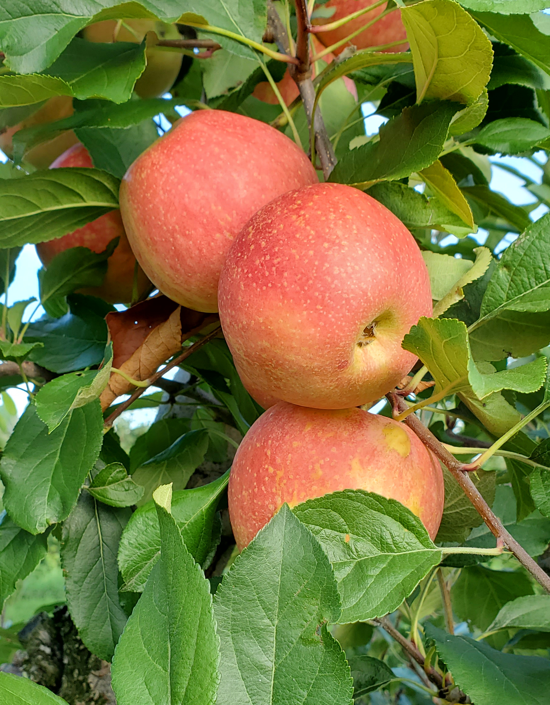 Gala apples hanging from tree.