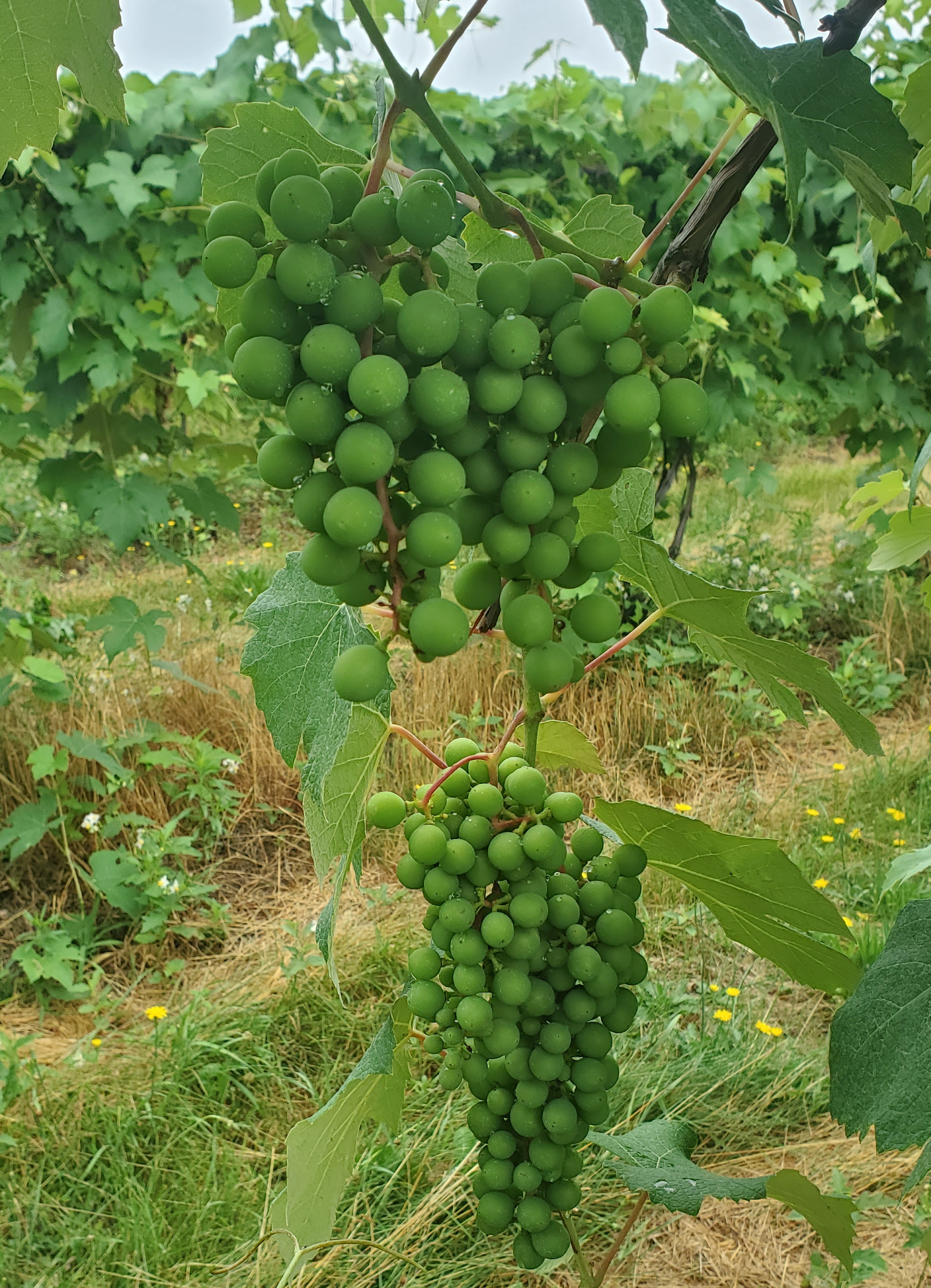 Niagara grapes