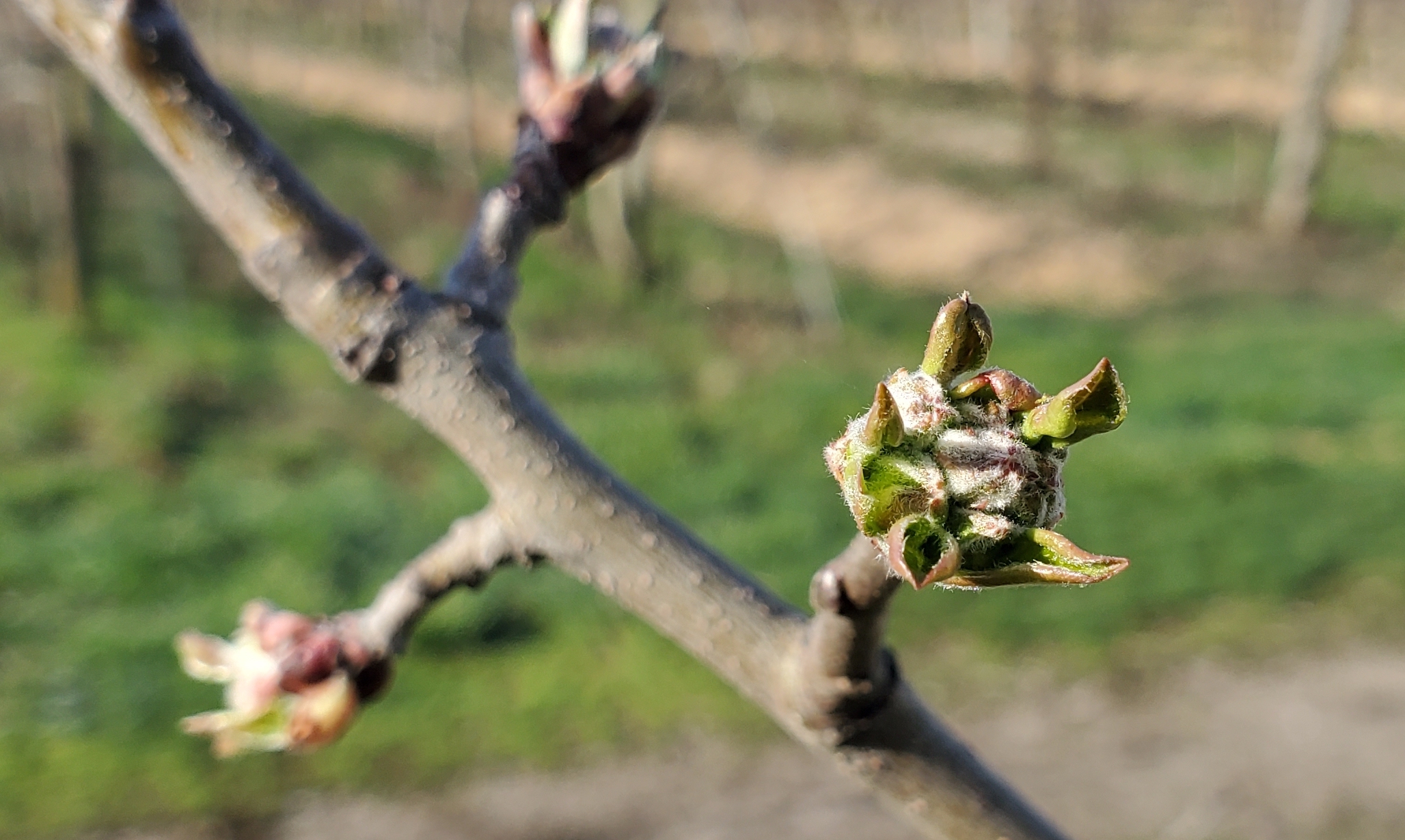 Early season apples