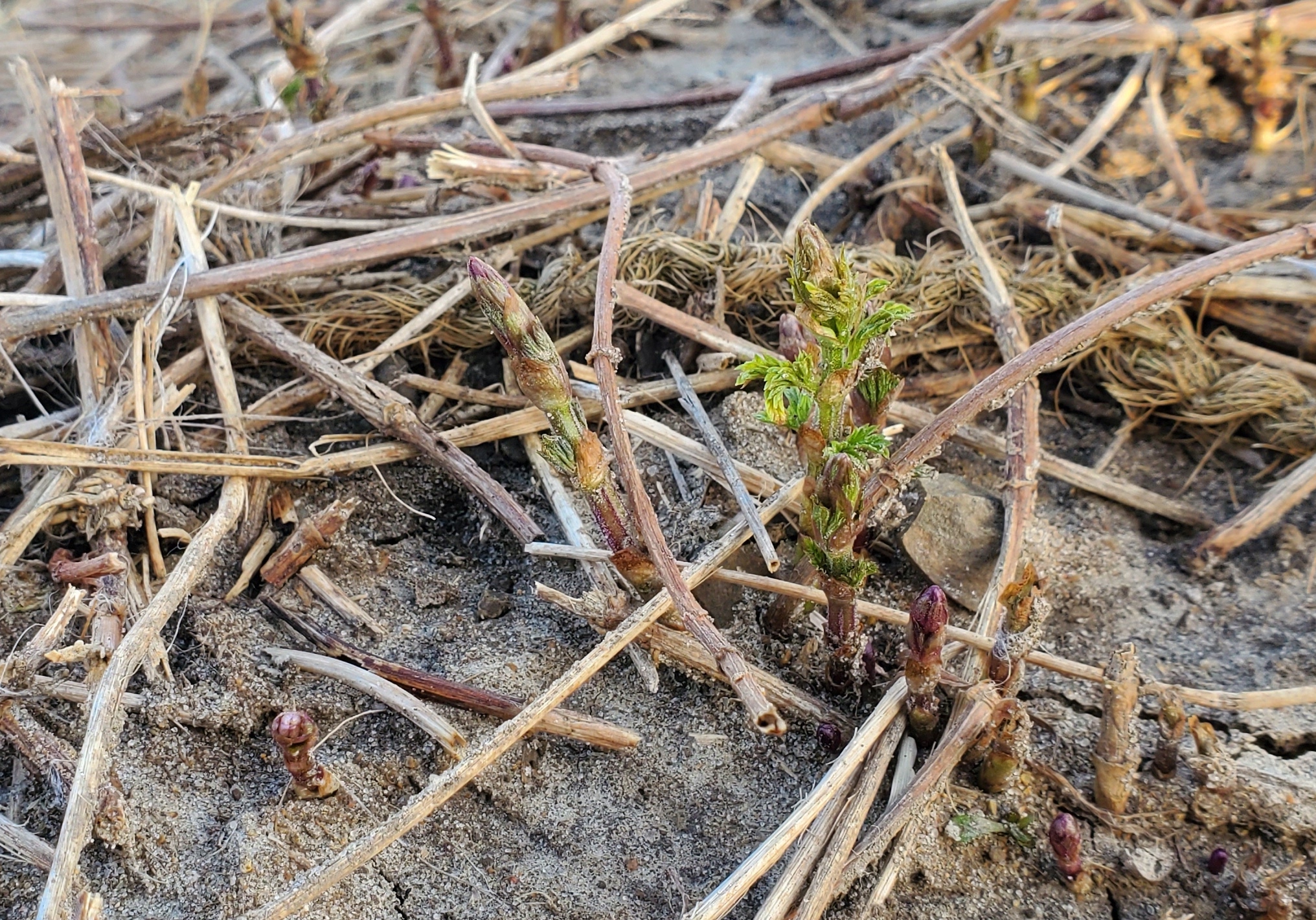 early hop shoots