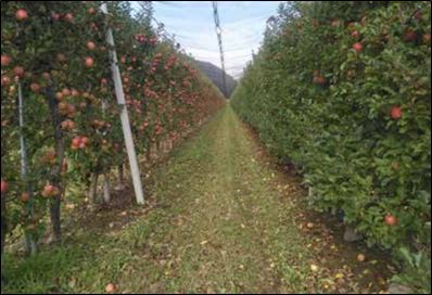 Apple orchard.