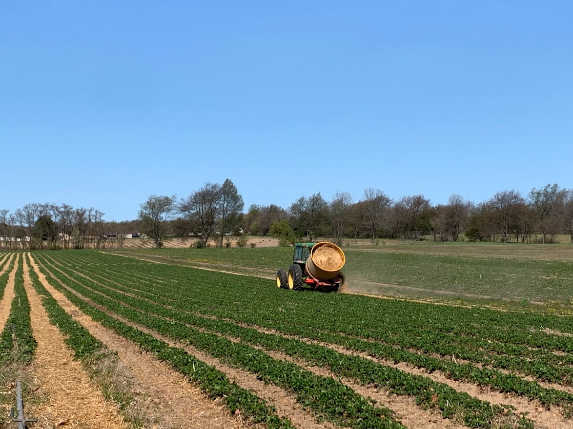 Spreading straw in strawberry plantings.