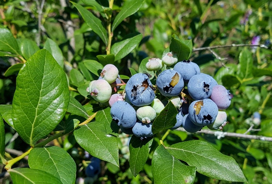 Bird damage on blueberry