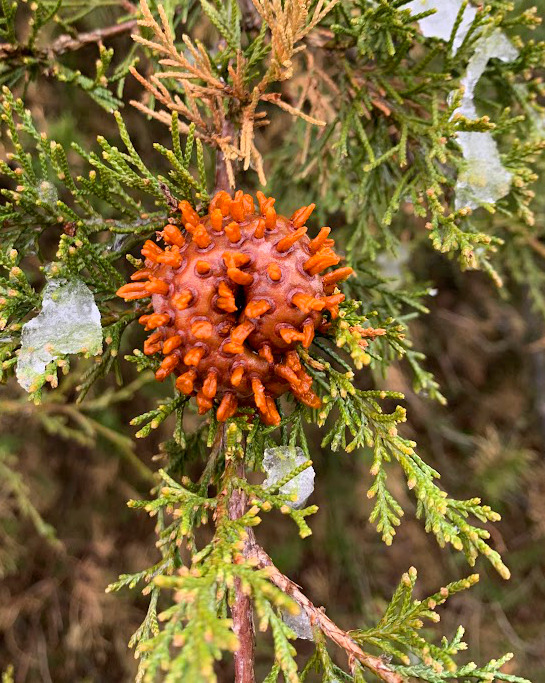 Cedar apple rust galls