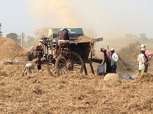 mechanical_threshing