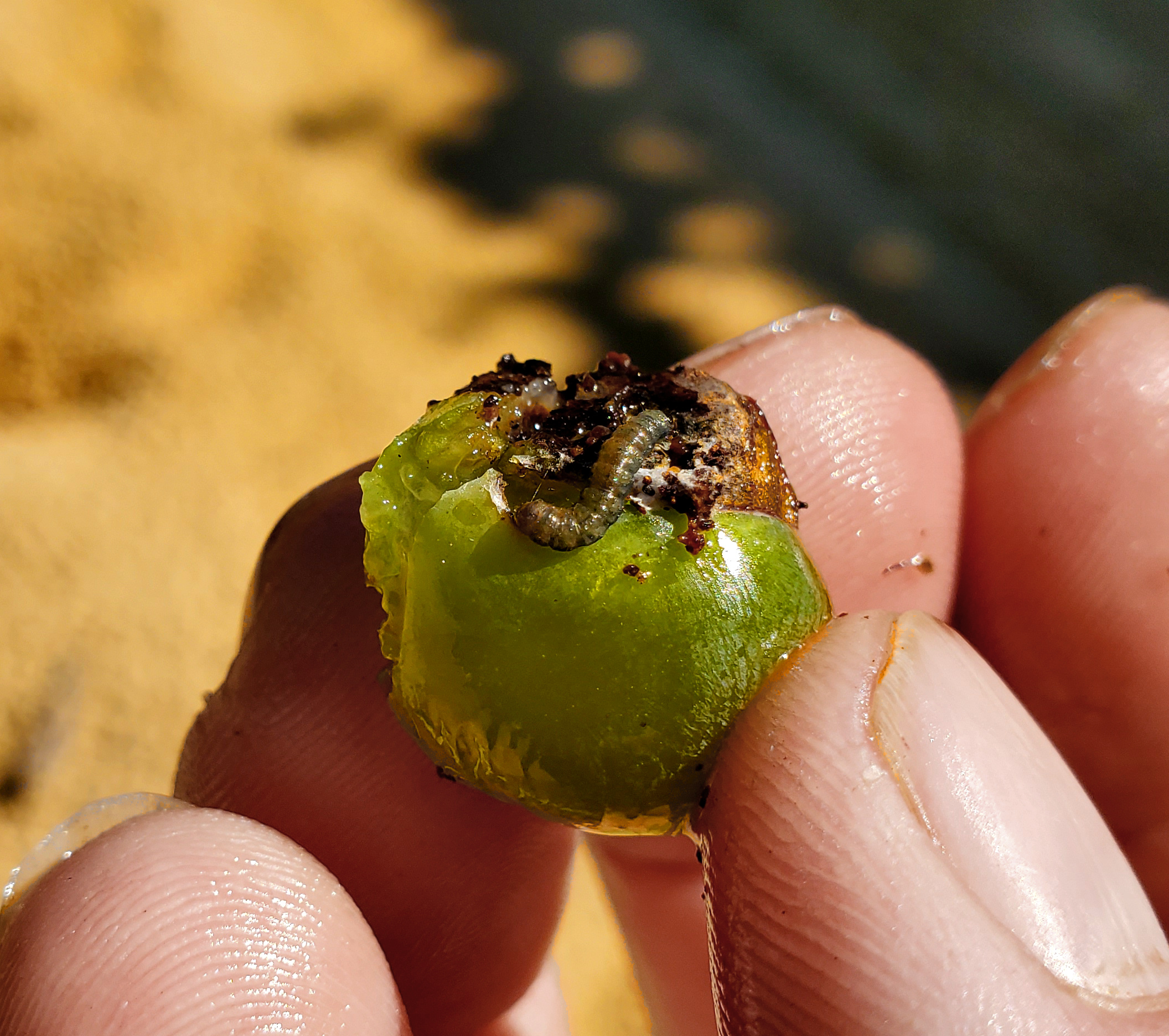 Grape berry moth larvae