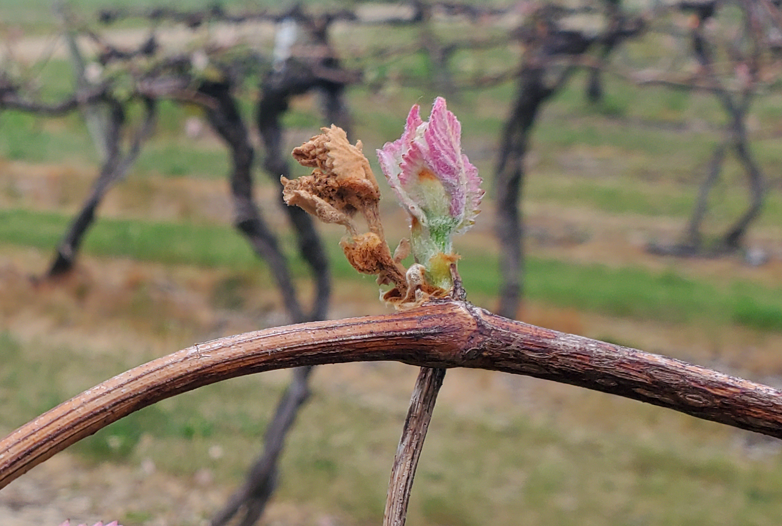 Freeze damage to grape buds.