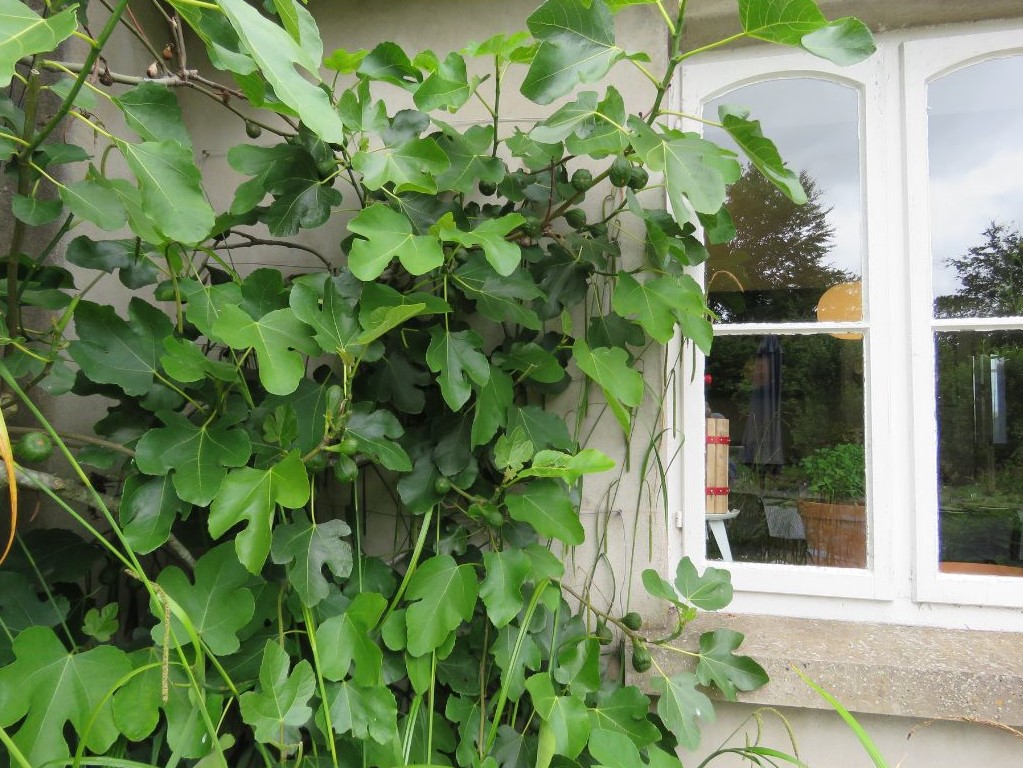 A fig tree.