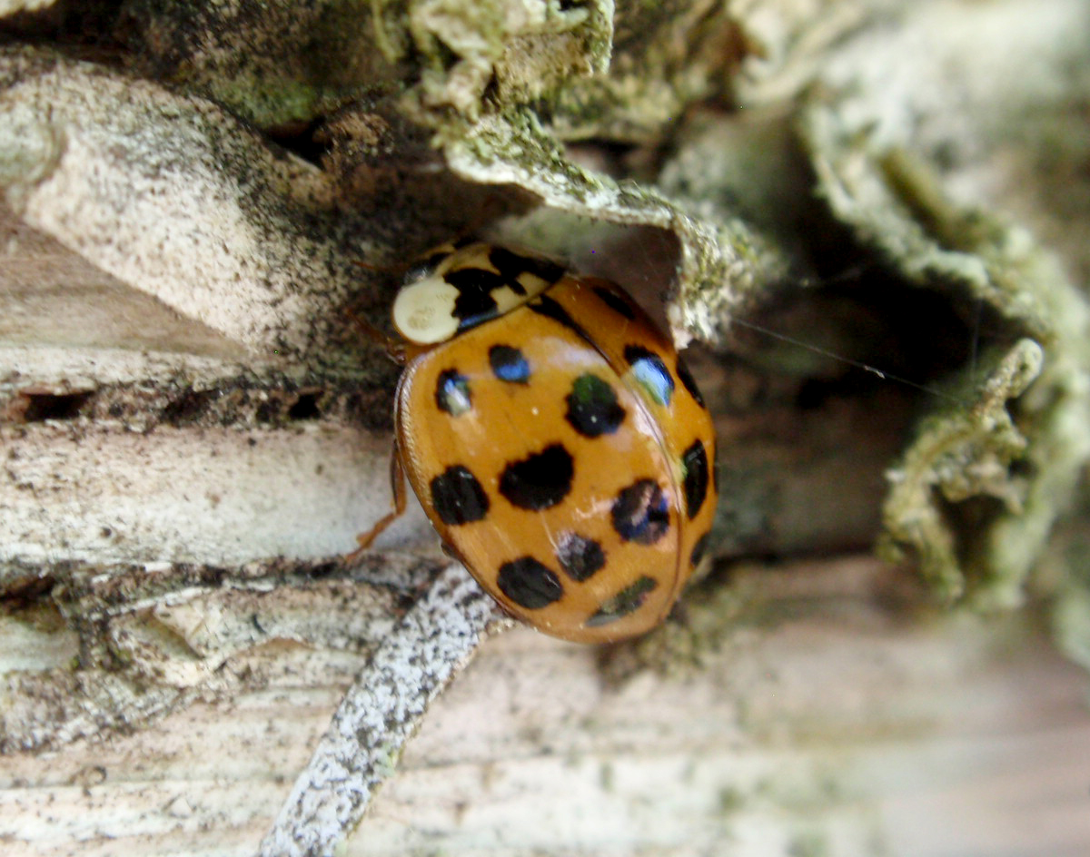 Asian lady beetle