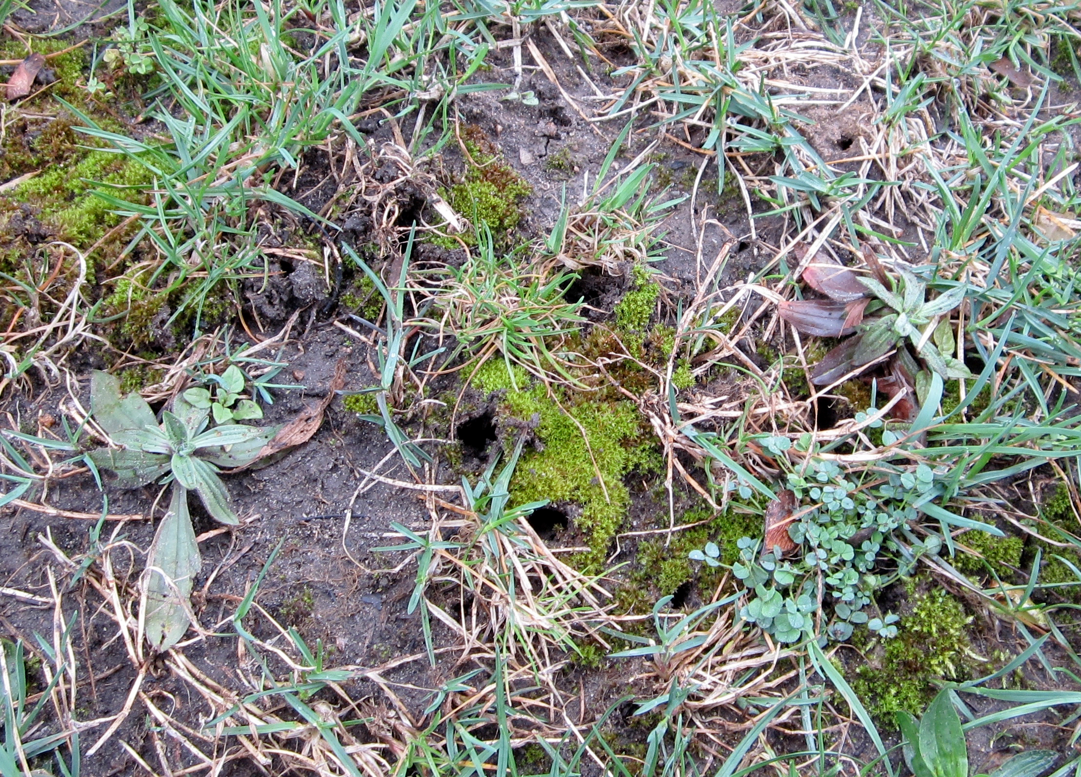 Holes made by ground-nesting bees