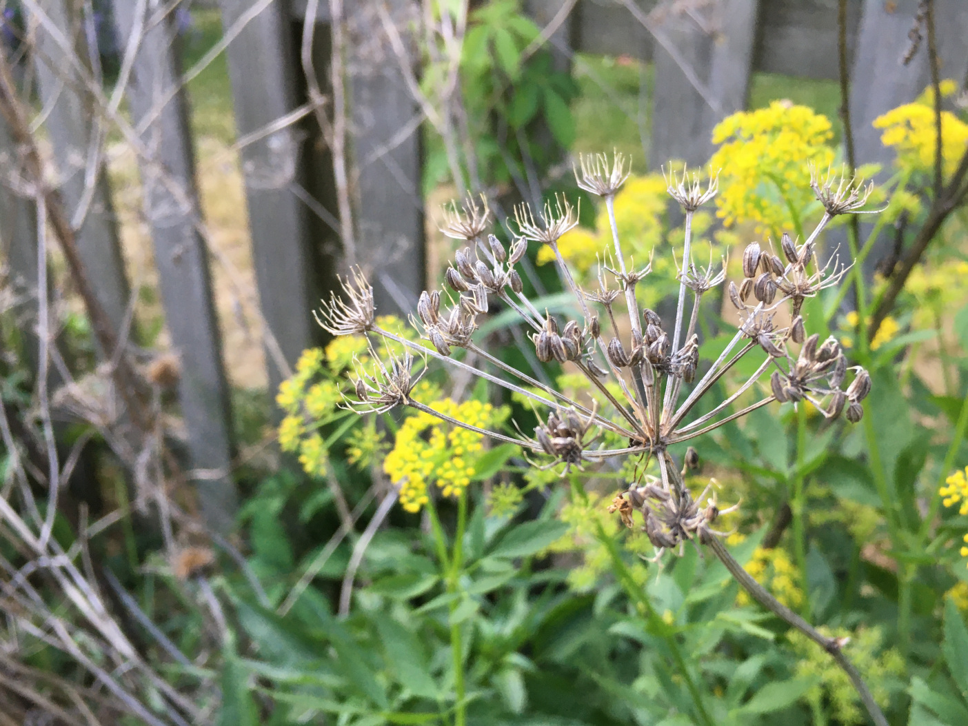 Seed capsules on a flowering stalk from