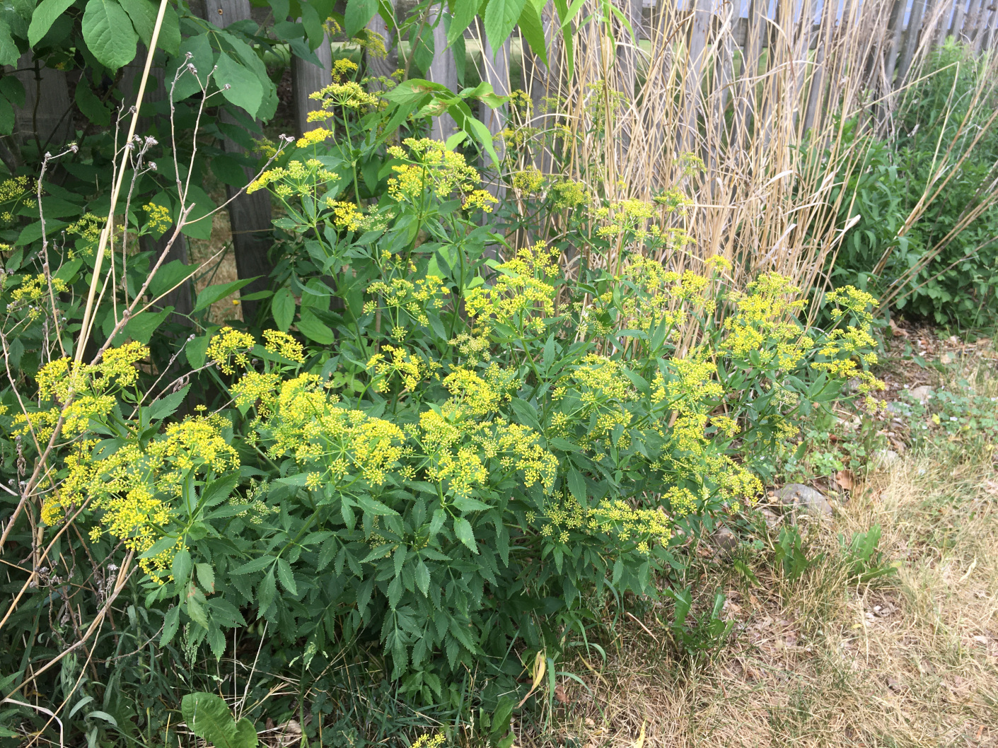 Golden Alexanders