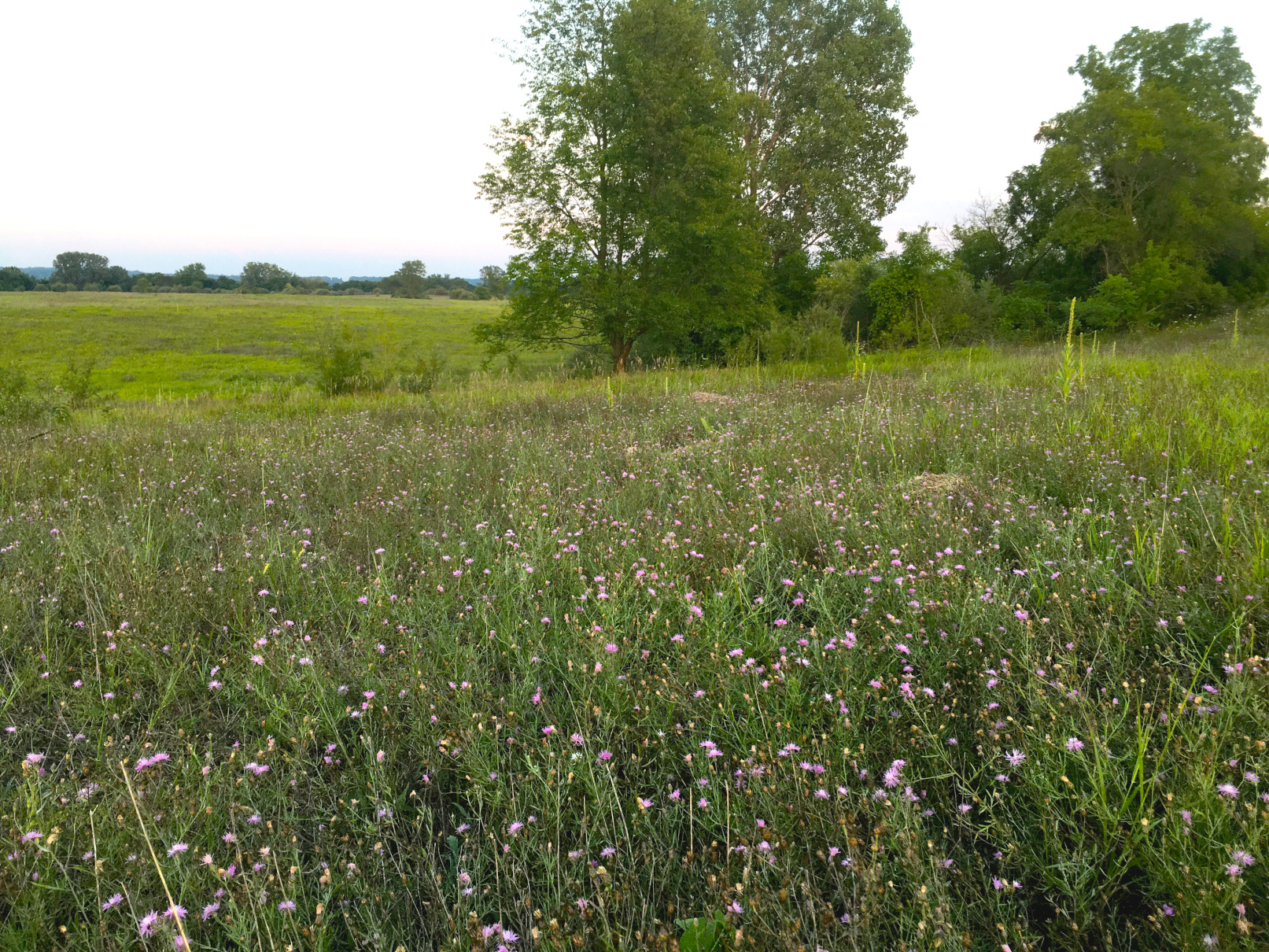 Spotted knapweed 