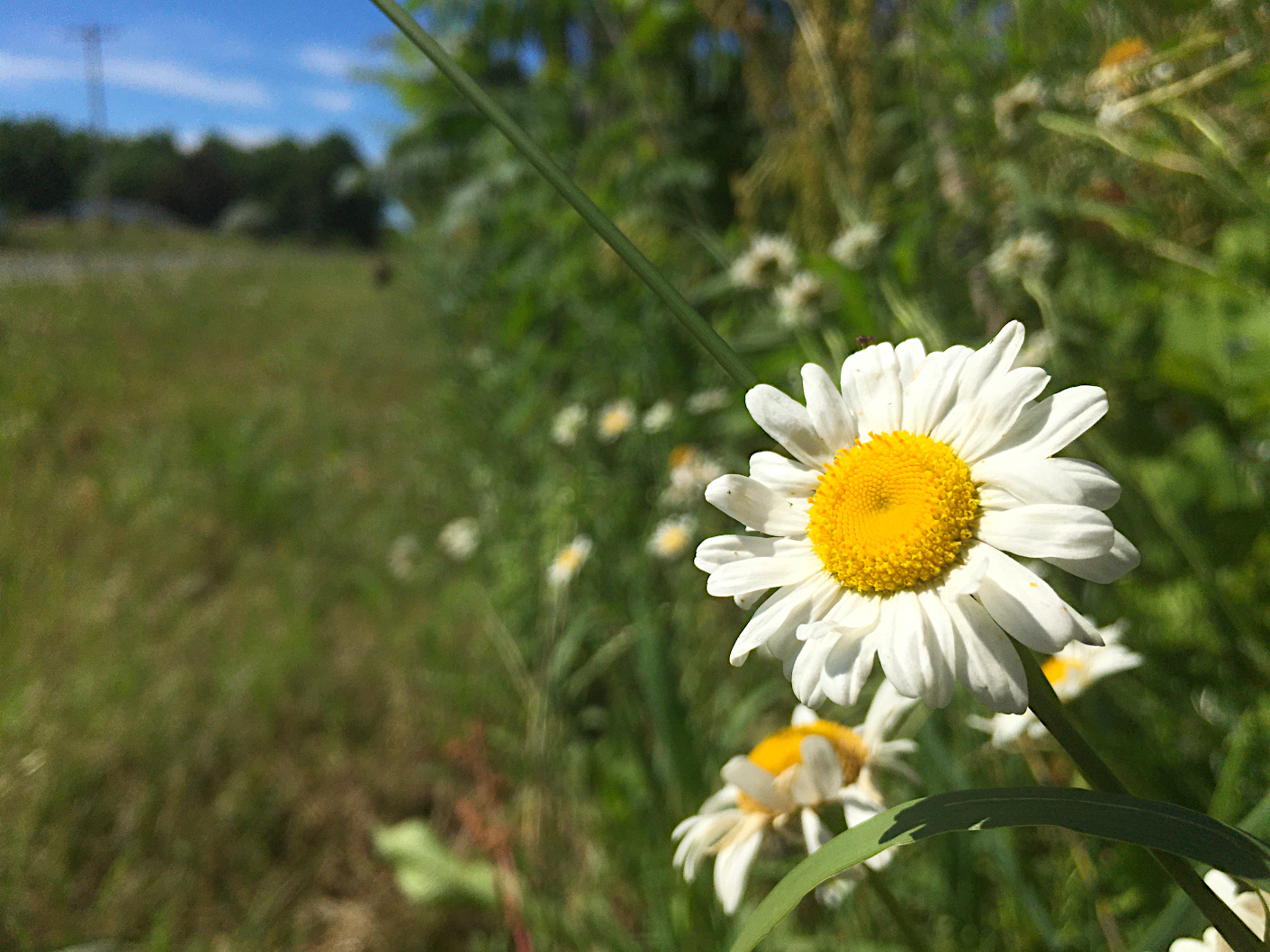 Ox-eye daisies.