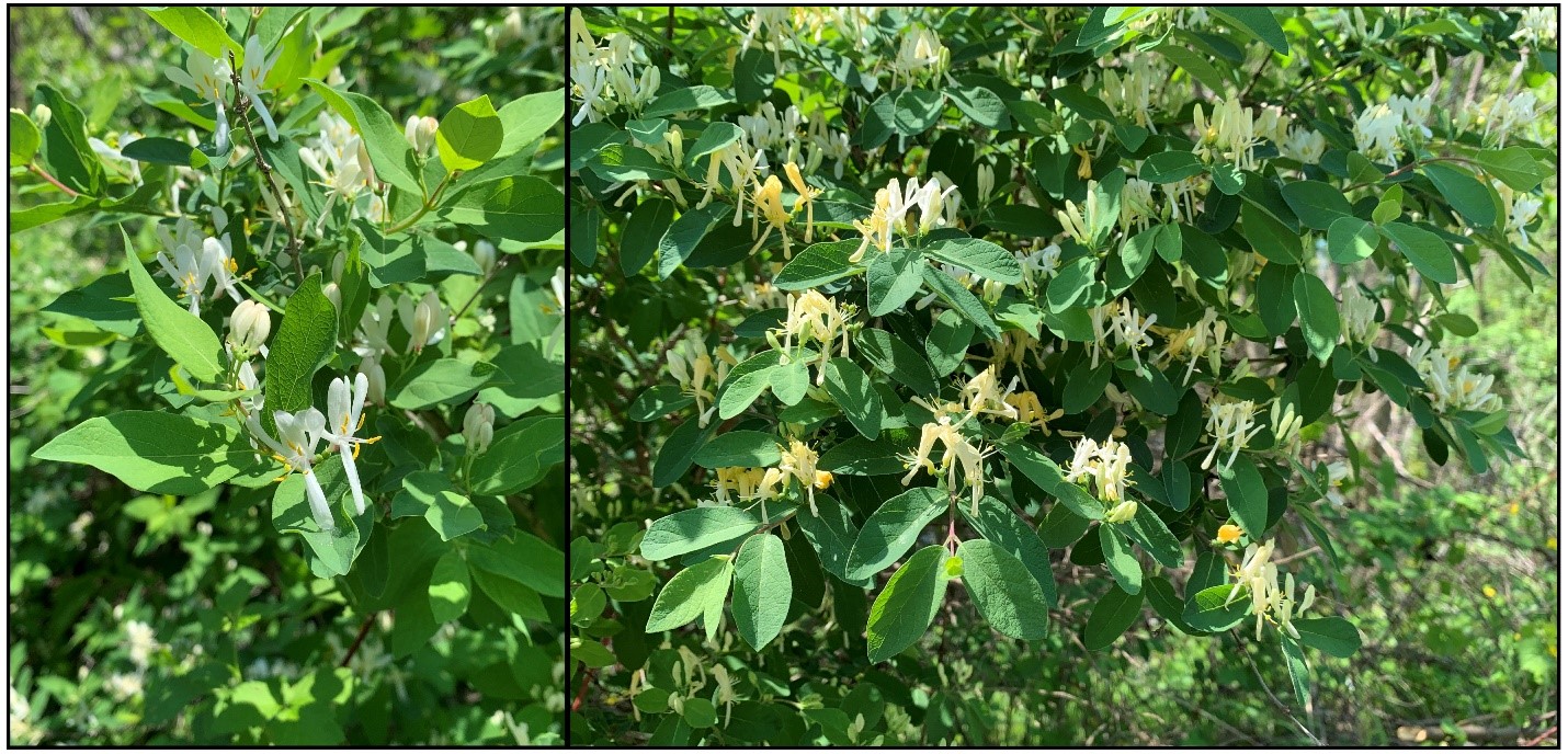 Morrow’s honeysuckle flowers.