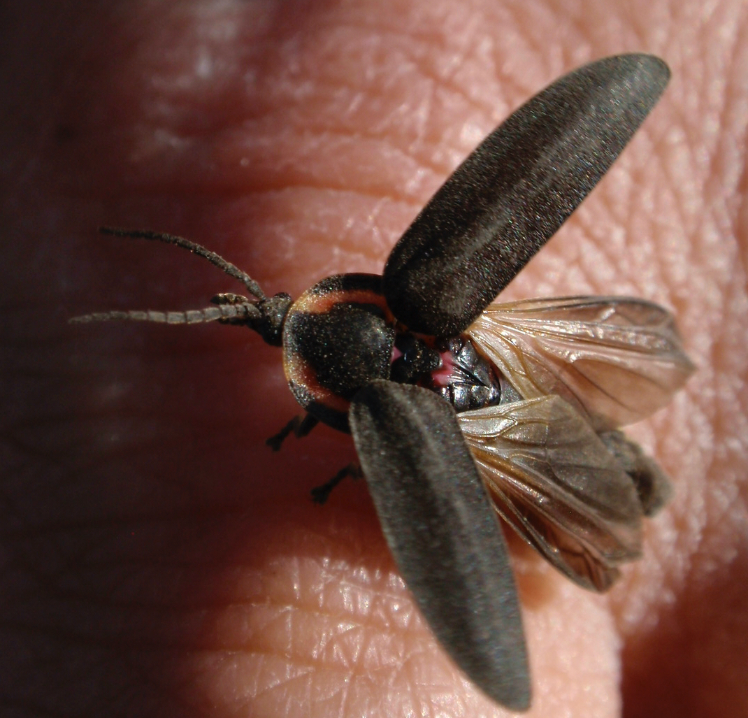 Firefly closeup