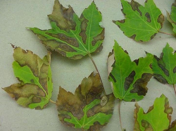 Maple Anthracnose