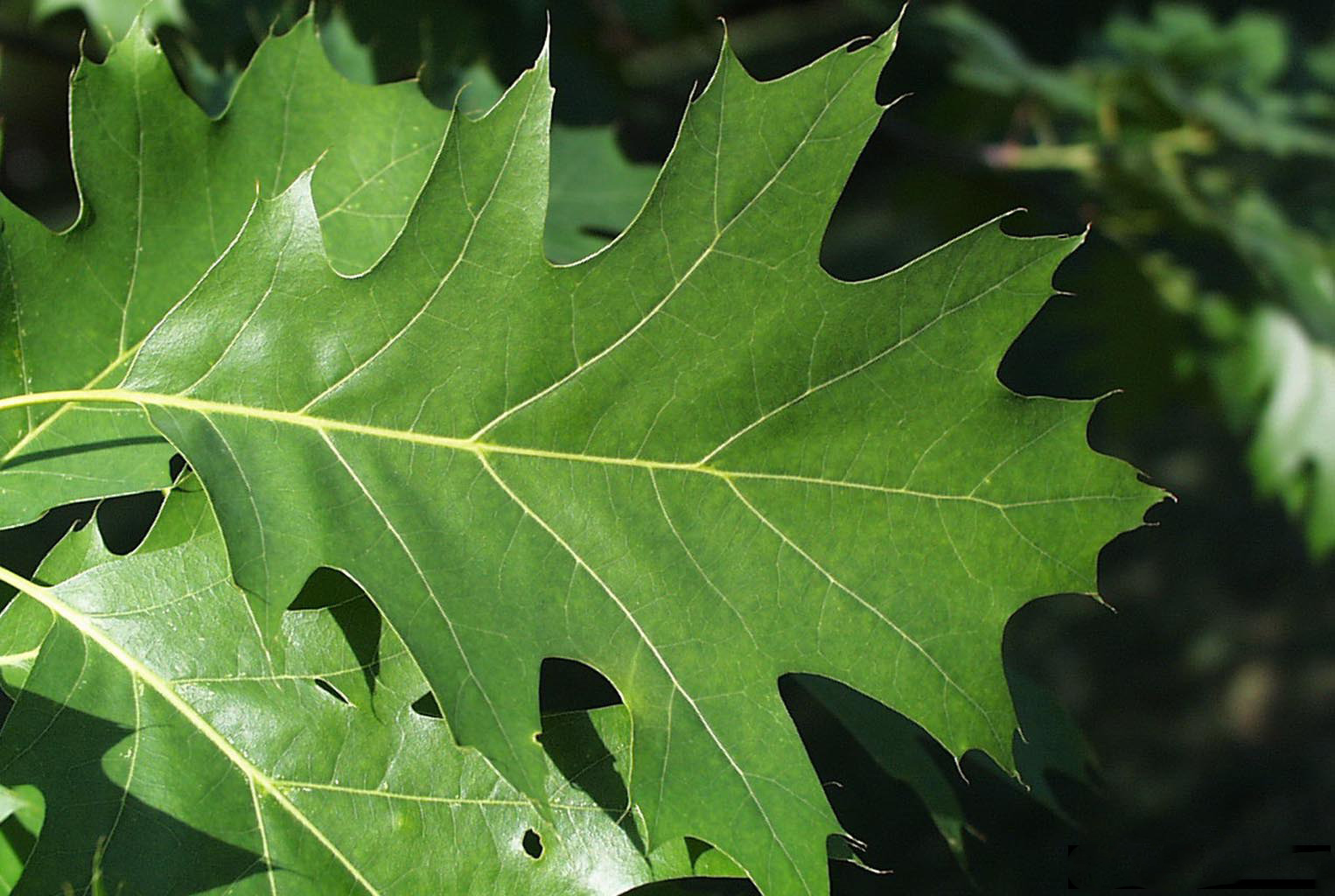 Smart Gardening to Prevent Oak Wilt - Gardening in Michigan