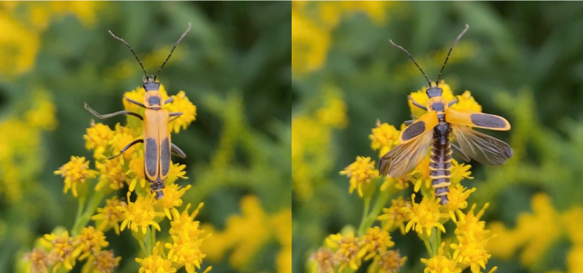 Soldier beetles.