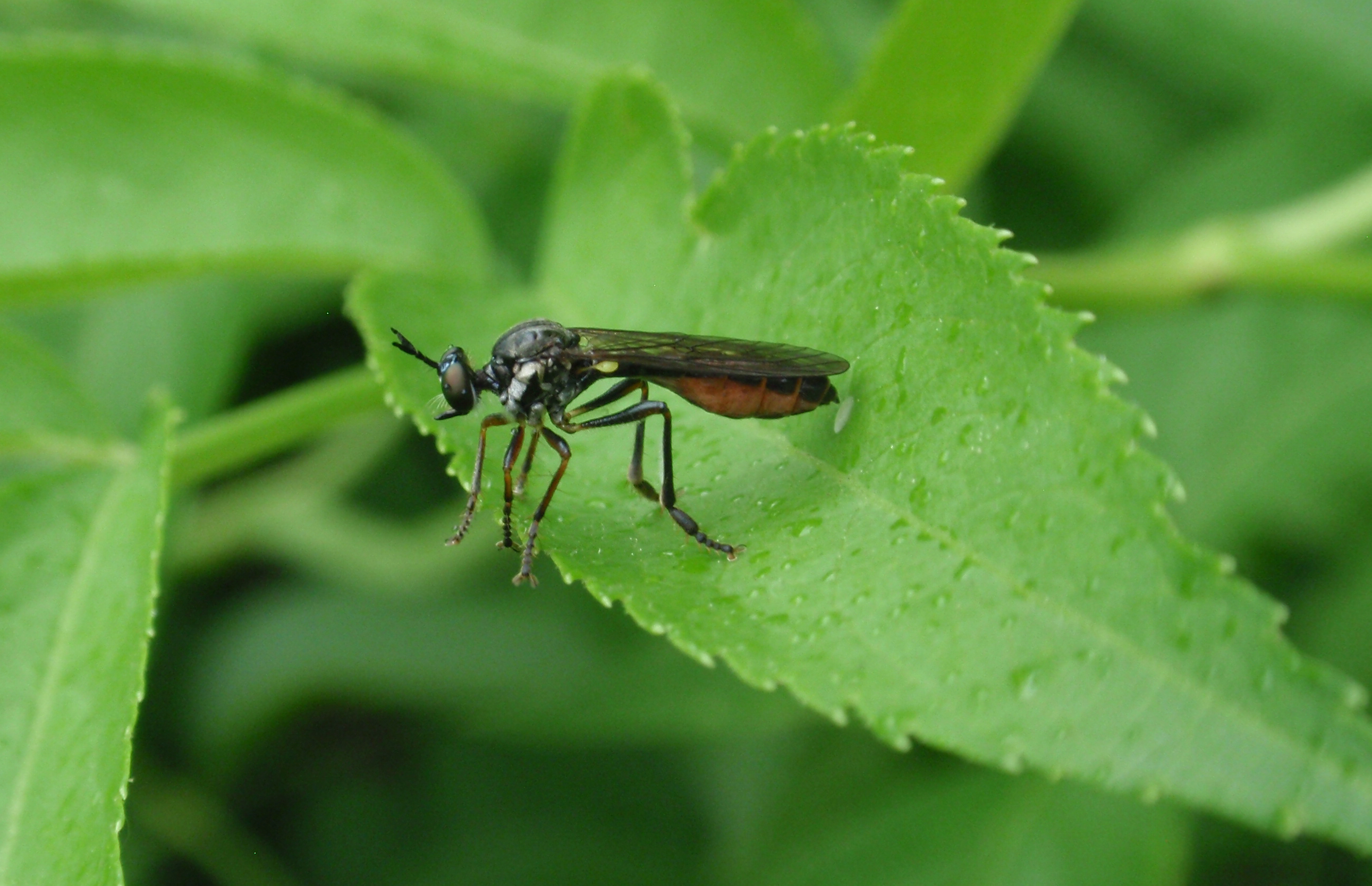 Female robber fly.