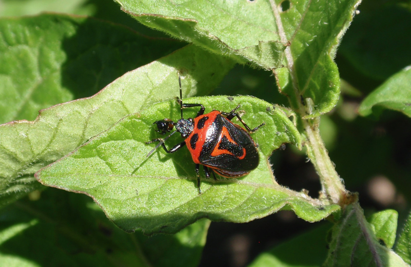 A two-spotted stink bug.