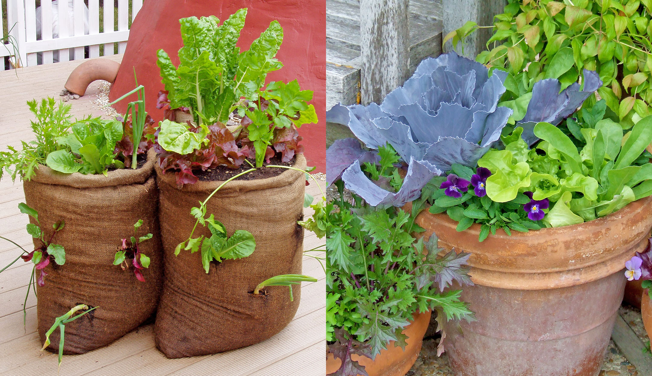 Veggies in burlap and container