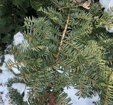 Needlelike leaves of a yew.