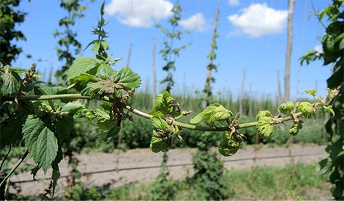 Damaged leaves