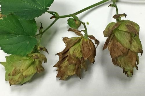 Downy mildew on hop cones