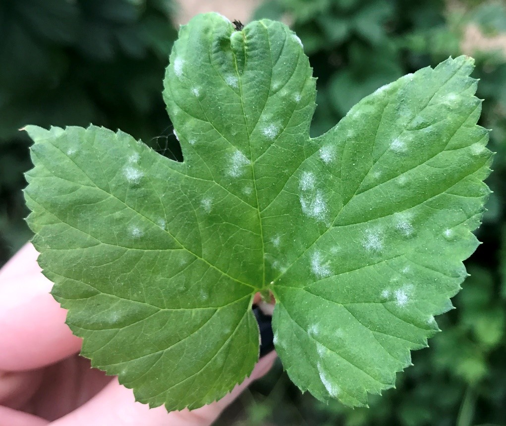 Powdery mildew on leaves