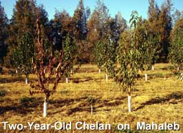 Figure 1. Chelan incompatibility on Mahaleb rootstock.