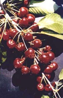 Sweet cherry fruit infected with powdery mildew.