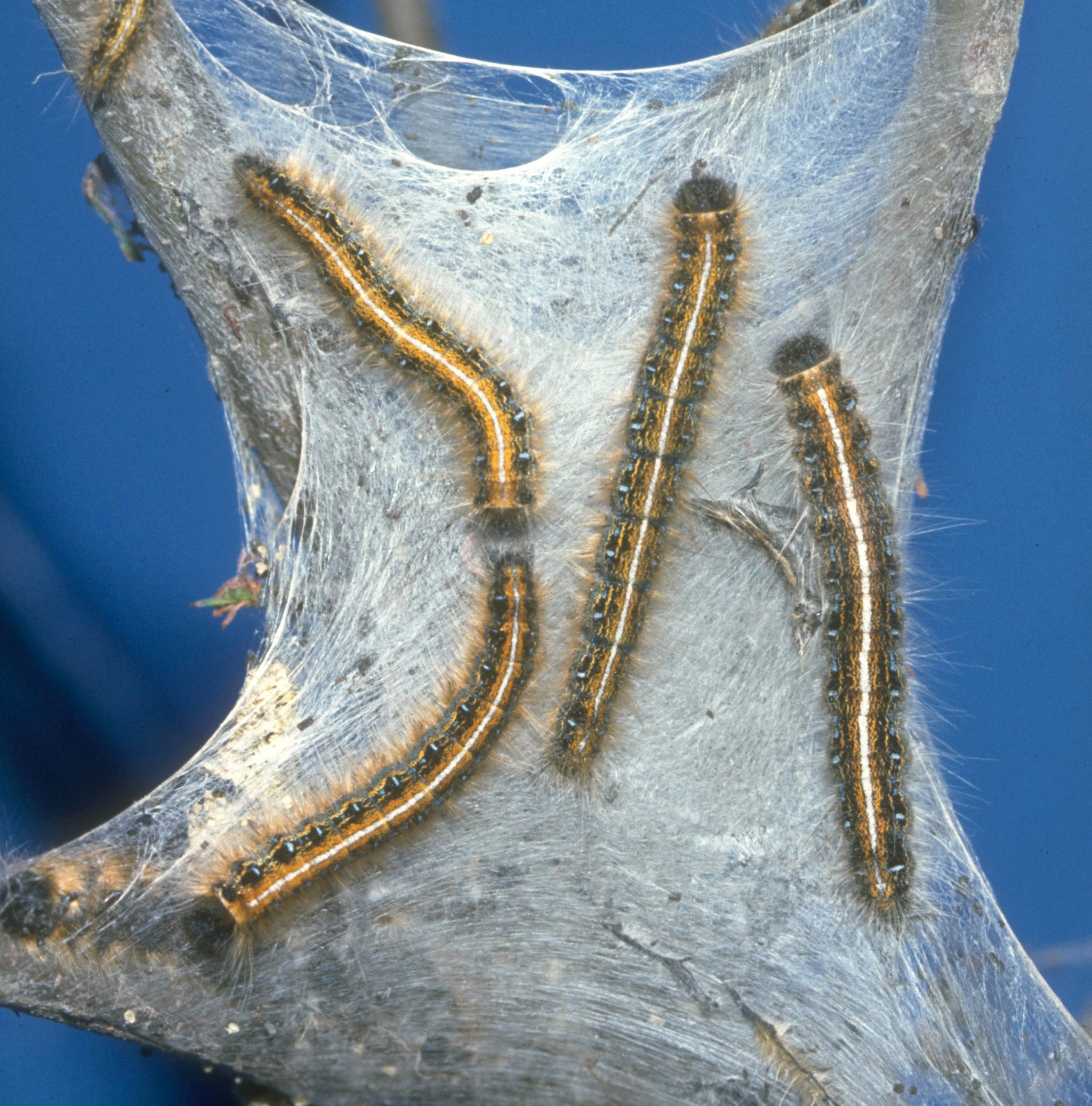 Eastern tent caterpillar