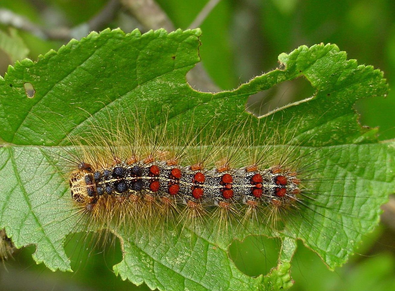 Gypsy moth larva on leaf with feeding damage