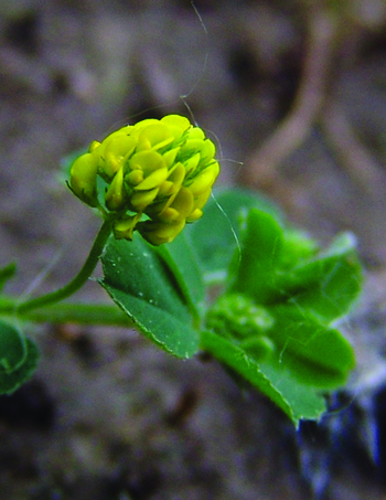 black medic flower