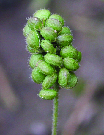 black medic fruit