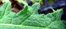 bull thistle leaf surface