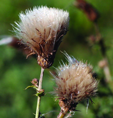 Canada thistle flower mature