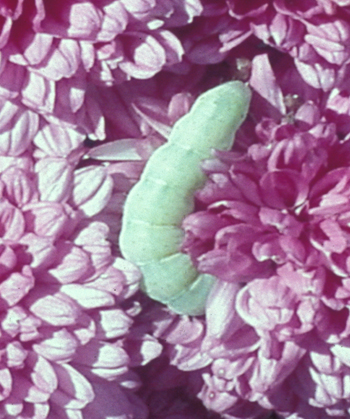 caterpillar