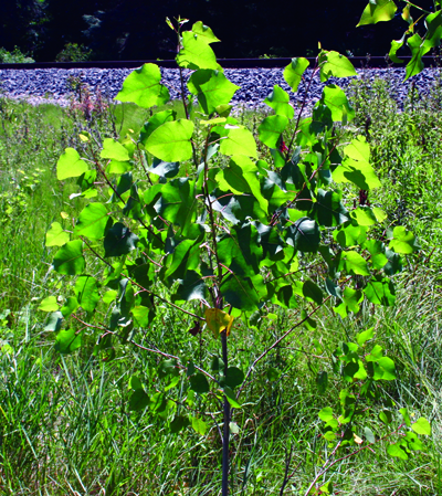 cottonwood tree